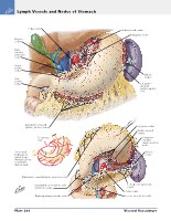 Frank H. Netter, MD - Atlas of Human Anatomy (6th ed ) 2014, page 329